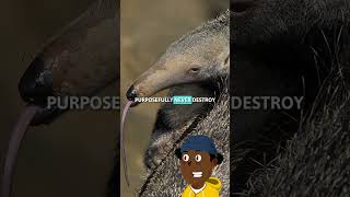 How MUCH Does An Anteater EAT❓🤯 shorts [upl. by Park310]