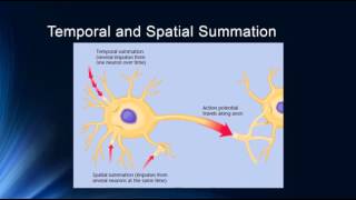 Synapses and Synaptic Potentials [upl. by Monte]