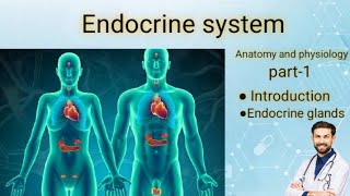 Endocrine system anatomy and physiology part1bsc nursinggnm [upl. by Atteuqram]