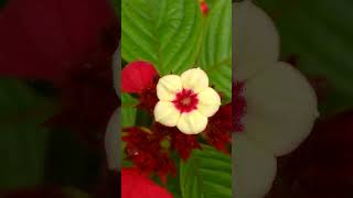 Mussaenda flower Mussaenda flower beautiful trending short yt [upl. by Aleusnoc776]