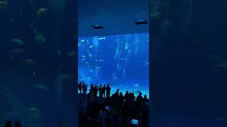 Okinawa Churaumi Aquarium [upl. by Bruning]