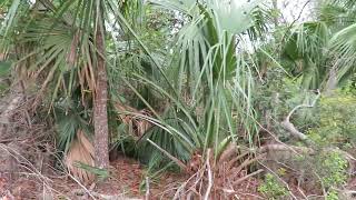 Ferns Pine Trees amp Cabbage Palm Trees in Sea Pines Forest Preserve Hilton Head Island SC [upl. by Nyleuqaj]