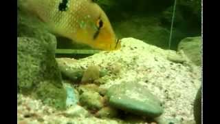 geophagus brasiliensis breed [upl. by Daas677]