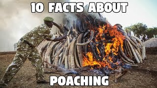 10 Facts About Poaching [upl. by Eceer]