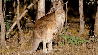 How Marsupials Are Different From Other Mammals 4K [upl. by Solenne]