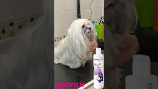 SBIANCANTE IN TOELETTA pets dog grooming prodotti perte sbiancamento [upl. by Liggitt]