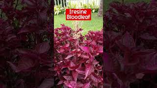 Ornamental Plants ideas  Iresine Bloodleaf [upl. by Hazrit]