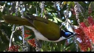 Bluefaced honeyeater Entomyzon cyanotis [upl. by Mcdonald]