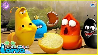 LARVA Season 1 Episode 316  417  Best Cartoons 2022  Comics  Hilarious Cartoon Compilation [upl. by Japheth]