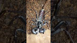 Texas giant vinegaroon Mastigoproctus giganteus feeding black cricket [upl. by Darsie]