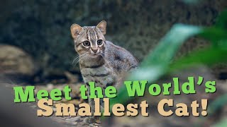 Meet the Worlds Smallest Cat [upl. by Nere]