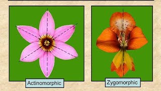 Actinomorphic Zygomorphic And Asymmetric Flower In HindiUrdu [upl. by Selden416]