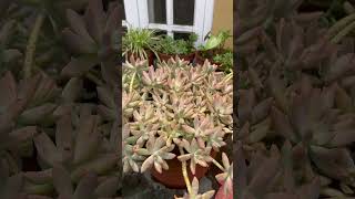 Succulent Plant Care🌱🌱Graptosedum Darley Sunshinesucculentsshortsyoutubeshorts [upl. by Lalitta428]