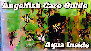 Angelfish Care Guide  All about Angelfish  Aqua Inside [upl. by Dualc]