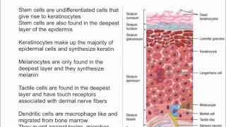 Cells of the Epidermis [upl. by Suiravad]