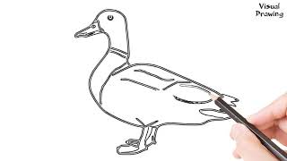 Mallard Duck Drawing Easy How To Draw A Mallard For Beginners Step By Step [upl. by Eibo]