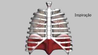 Pressão Intrapleural [upl. by Zobias]