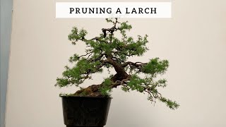 Pruning a Larch Bonsai [upl. by Nutsud825]