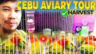 SHARE MY MINI AVIARY BREEDER BIRDS and HARVEST AFRICAN LOVEBIRD diri sa cebu [upl. by Korry671]