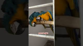 The Science Behind Macaw Pairing and Breeding [upl. by Auroora44]