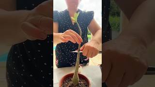 desert rose grafting  Easiest Grafting Method On Adenium grafting shorts youtubeshorts adenium [upl. by Barabas]