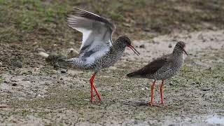 Redshank [upl. by Avictor]