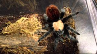 Showing Off My Brachypelma albiceps [upl. by Chester613]