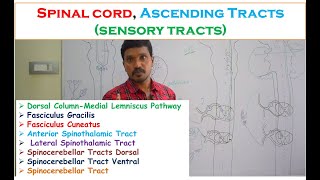 Spinal cord Ascending Tracts sensory tracts Fasciculus Gracilis Cuneatus Spinothalamic tracts [upl. by Hilarius]