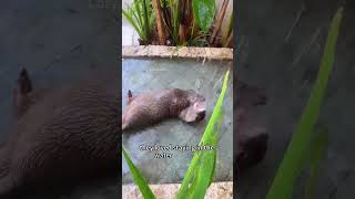 Orphaned baby otters find a loving home otters shorts cute heartwarming [upl. by Karly]