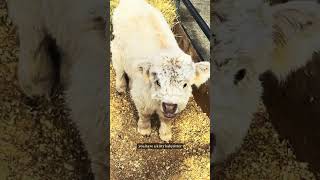 Cat and mini cow become best friends highlandcattle babyanimals farmlife [upl. by Primaveria584]