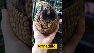 Bulletproof Animal facts armadillo animals factsinhindi ytfeed factshorts viralshorts [upl. by Wald]