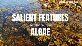 Salient Features Of Algae  Chlorophyceae Pheophyceae Xanthophyceae Rhodophyceae Dinophyceae [upl. by Adnamal]