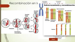 Recombinación Genética [upl. by Hube]