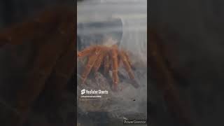 Fascinated Bright Orange Baboon Tarantula  Babuino Naranja Brillante Fascinado Tarántula [upl. by Bonnes504]