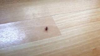 A baby House centipede  Scutigera coleoptrata  walking in my flat like a Boss [upl. by Muscolo807]