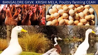 BANGALORE GKVK KRISHI MELA Poultry farming CEAH 2024ಬೆಂಗಳೂರು GKVK ಕೃಷಿ ಮೇಳ ಕೋಳಿ ಸಾಕಣೆ CEAH [upl. by Danita763]