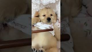 Adorable puppy puppy love shortsfeed ytshortsindia ytshorts viralfeeds google [upl. by Colet]