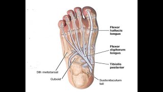 Two Minutes of Anatomy Flexor Digitorum Longus [upl. by Ecirtaeb]