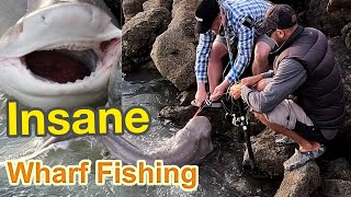 How to Catch A Sevengill SHARK  Insane Wharf Fishing In NZ [upl. by Eivets]