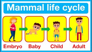 Mammal Life Cycle 🤔  Human life cycle  Fertilisation Baby Child amp Adult [upl. by Aiynat]