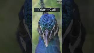 Mysterious Peacock Calls Revealing Their Hidden Language [upl. by Aeet]