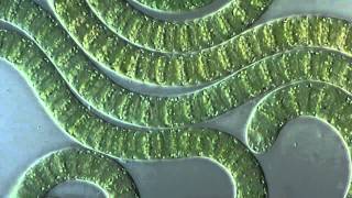 Цианобактериисинезеленые водоросли под микроскопом Cyanobacteria under microscope [upl. by Tremml]