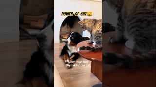 Power of Cats🐱😻 cat catsanddogs catshorts youtubeshorts [upl. by Ridinger]