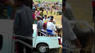 manjuvirattu jallikattu 2024 shorts trending bull tamil culture [upl. by Ahsinak]