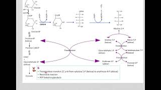 517 Understand not memorize metabolism Postprandial Pentose phosphate pathway [upl. by Ardnaiek]