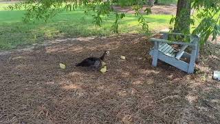 Mama Muscovy duck walking around with her ducklings [upl. by Grieve]