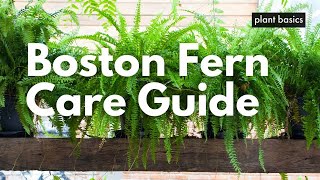 Boston Fern Care Guide [upl. by Truk]