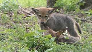 Worlds Last Wild Red Wolves Need Your Help [upl. by Kehsihba268]