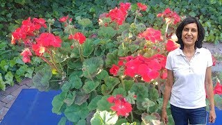 Geraniums  Adding Color to Your Garden All Year Long with actual results [upl. by Alac]