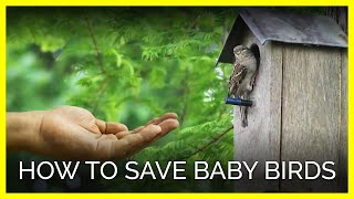 RESCUED BABY BIRD FOUND ALL ALONE [upl. by Talbott]